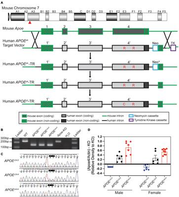 The APOEε3/ε4 Genotype Drives Distinct Gene Signatures in the Cortex of Young Mice